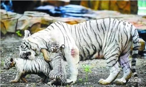 国产白虎一区,探寻东方武侠的传奇魅力